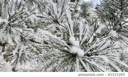 Christmas tree. Green needles in frost all in snow and ice 85325265