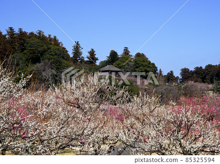 茨城縣春天的到來是偕樂園的梅花。紅白相間的梅花盛開，彷彿讓弘文亭熱鬧起來。 85325594