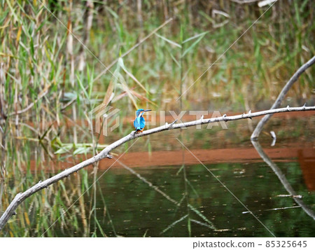 Kingfisher, a beautiful blue-backed bird perched on a tree branch by the water 85325645