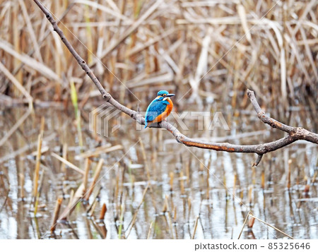Kingfisher, a bird with a beautiful blue back that perches on a branch near the water 85325646