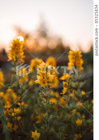 Bright yellow flower plant field at sunset, selective focus. Shallow depth of field. Spring or summer concept Bright yellow flower plant field at sunset, selective focus. Shallow depth of field. Spring or summer concept 85325834