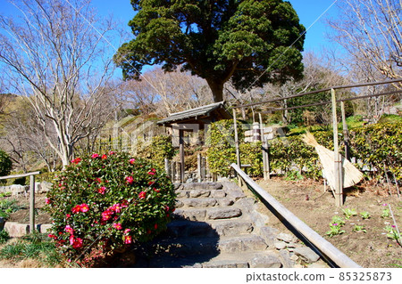 Sasanqua and garden gate Sasanqua and garden gate 85325873