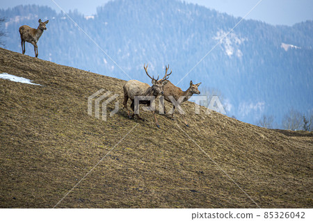 deer portrait while running in winter season 85326042