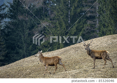 deer portrait while looking at you in winter season 85326046
