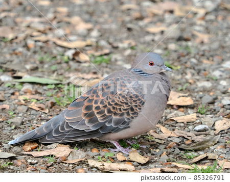Pigeon in the park Pigeon in the park 85326791