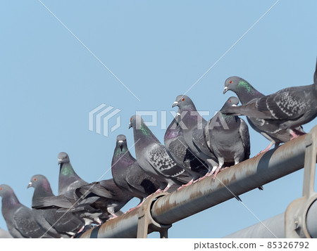 Pigeon, it's dense! Pigeon, it's dense! 85326792