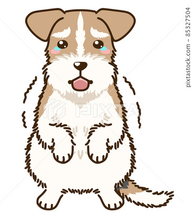 Frightened Wire Fox Terrier 85327504