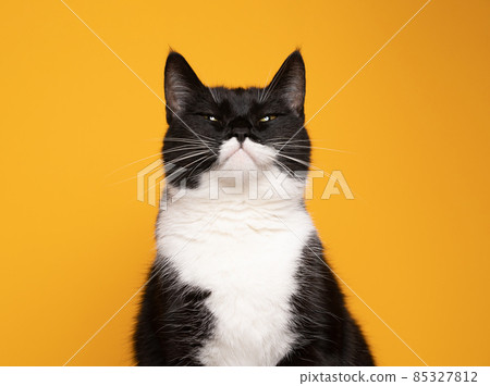 funny batman cat portrait looking judgy on yellow background 85327812