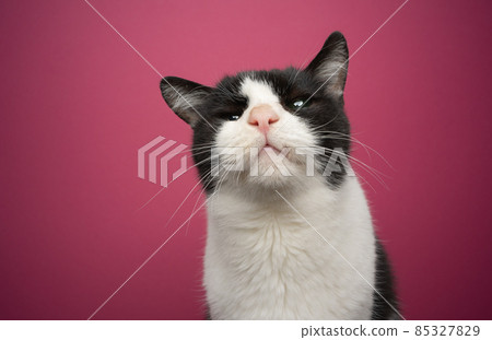 curious handicapped rescued cat blind in one eye portrait on pink background curious handicapped rescued cat blind in one eye portrait on pink background 85327829