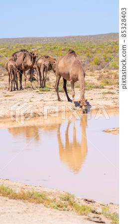 A camel in the wild drinks water from a reservoir in a hot desert 85328403
