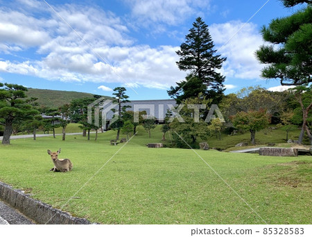 Deer relaxing in Nara Park 85328583