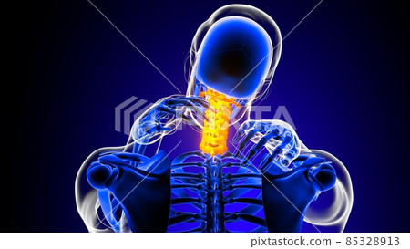 Cervical spine neck joint pain Anatomy For Medical Concept 3D 85328913