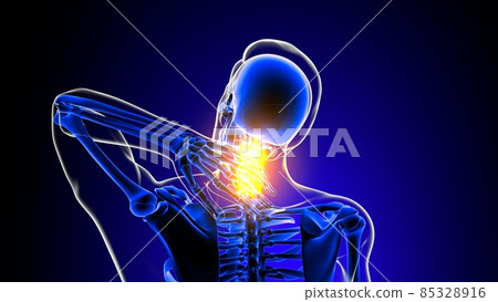 Cervical spine neck joint pain Anatomy For Medical Concept 3D Cervical spine neck joint pain Anatomy For Medical Concept 3D 85328916