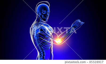 Elbow joint pain Anatomy For Medical Concept 3D Elbow joint pain Anatomy For Medical Concept 3D 85328917