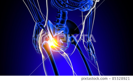Hip joint pain Anatomy For Medical Concept 3D 85328921