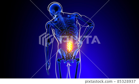 Lumbar spine joint pain Anatomy For Medical Concept 3D Lumbar spine joint pain Anatomy For Medical Concept 3D 85328937
