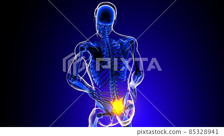 Sacral spine joint pain Anatomy For Medical Concept 3D 85328941