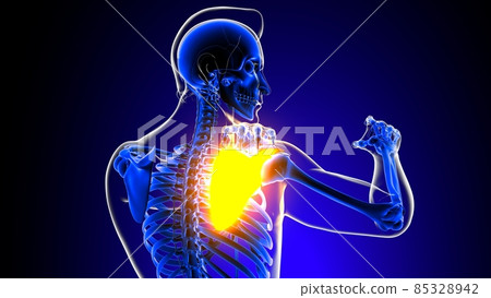 Shoulder joint pain Anatomy For Medical Concept 3D Shoulder joint pain Anatomy For Medical Concept 3D 85328942