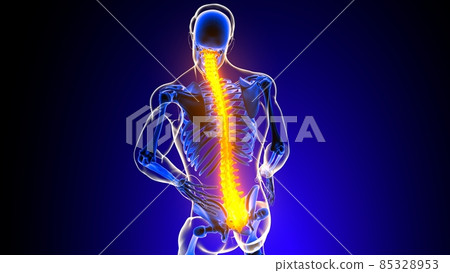 veritable column spine Back pain Anatomy For Medical Concept 3D 85328953