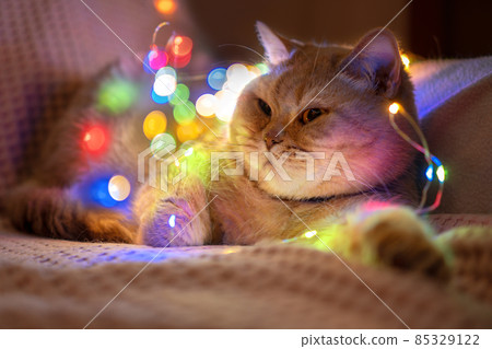 Nice brown scottish cat lying on sofa with blurred bokeh lights. Shorthair pet. Concept of home comfort with domestic animals. Copy space for text. Backdrop for cat's products advertisement Nice brown scottish cat lying on sofa with blurred bokeh lights. Shorthair pet. Concept of home comfort with domestic animals. Copy space for text. Backdrop for cat's products advertisement 85329122