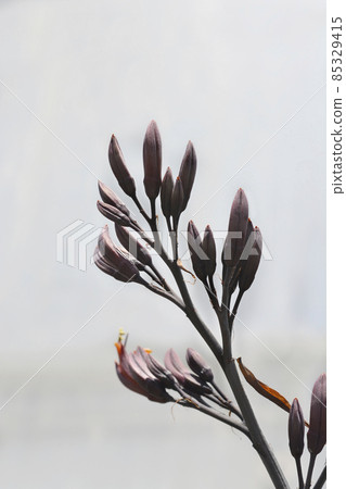 Bronze New Zealand flax 85329415
