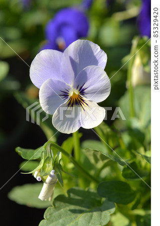 Horned violet 85329420