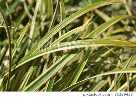 Japanese Sedge Variegata Japanese Sedge Variegata 85329438