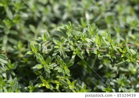 Summer savory Summer savory 85329439