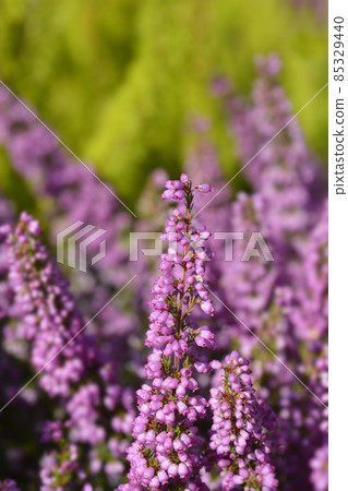 Pink bell heather 85329440