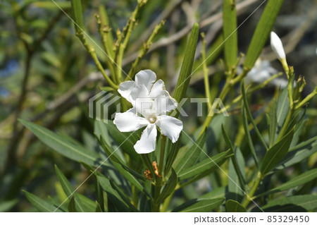 Common oleander Common oleander 85329450