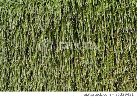 Rosemary leaves Rosemary leaves 85329451