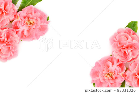 Balsam flowers isolated on white . Pattern in the form of a frame with place for text. 85331326