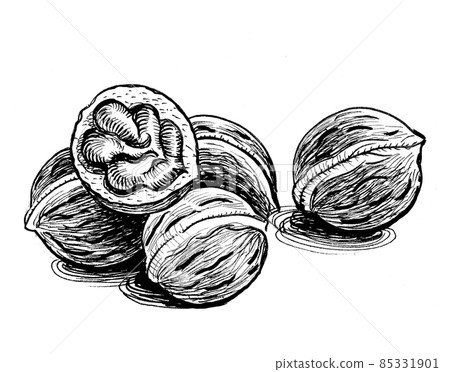 Bunch of walnuts. Ink black and white drawing Bunch of walnuts. Ink black and white drawing 85331901