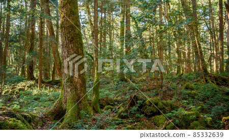 Trees in the deep forest, Aokigahara Jukai 85332639