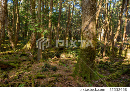 深林中的樹木，青木原樹海 85332668