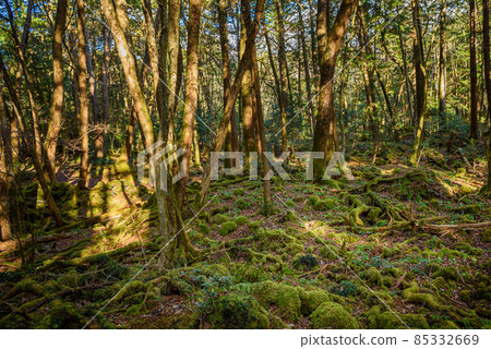 深林中的樹木，青木原樹海 85332669