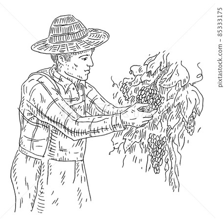Man harvesting the grapes on vineyard. Engraving black vintage 85333175