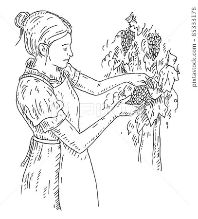 Woman harvesting the grapes on vineyard. Engraving black vintage 85333178