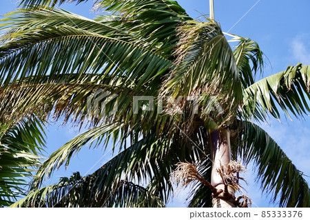 Miyakojima, Okinawa Prefecture Winter sky and palm trees Miyakojima, Okinawa Prefecture Winter sky and palm trees 85333376