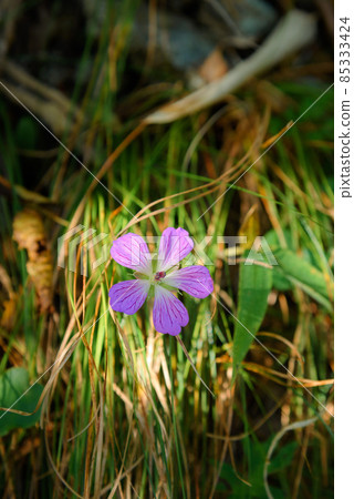 Alpine plant "Kaifuuro" blooming in the Misaka Mountains Alpine plant "Kaifuuro" blooming in the Misaka Mountains 85333424