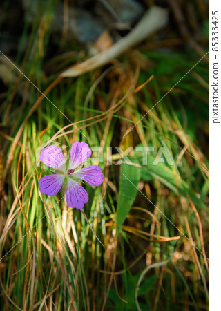 Alpine plant "Kaifuuro" blooming in the Misaka Mountains 85333425