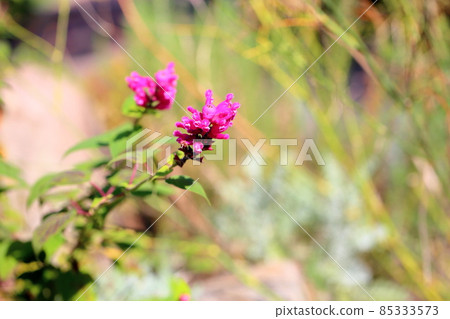 Salvia flower Involcrata Salvia flower Involcrata 85333573