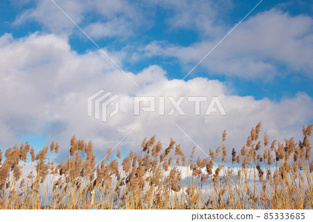 Dry tall yellow reeds against a blue cloudy dramatic sky on a bright sunny day Dry tall yellow reeds against a blue cloudy dramatic sky on a bright sunny day 85333685