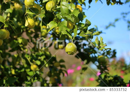 Fruit of lemon Fruit of lemon 85333732