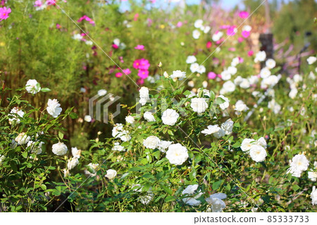 Rose flowers Schneebitten Rose flowers Schneebitten 85333733