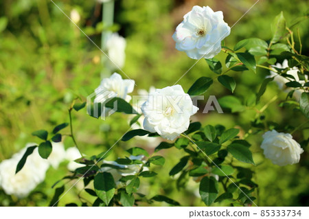 Rose flowers Schneebitten 85333734