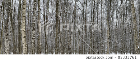 Panoramic image of snow-covered empty forest, black and white birch trunks and other trees, no one in the park, peace and tranquility 85333761