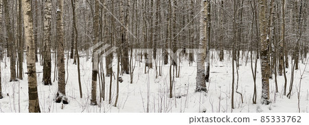 Panoramic image of snow-covered empty forest, black and white birch trunks and other trees, no one in the park, peace and tranquility Panoramic image of snow-covered empty forest, black and white birch trunks and other trees, no one in the park, peace and tranquility 85333762