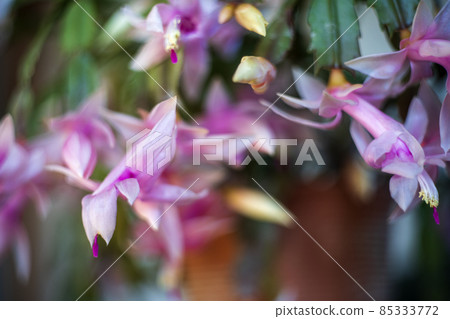 The Schlumbergera that blooms in the cold evening is called Christmas Cactus. 85333772