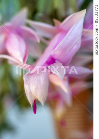 The Schlumbergera that blooms in the cold evening is called Christmas Cactus. 85333773